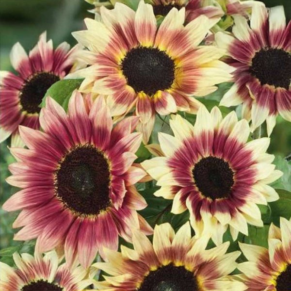 Sunflower 'Ms Mars'