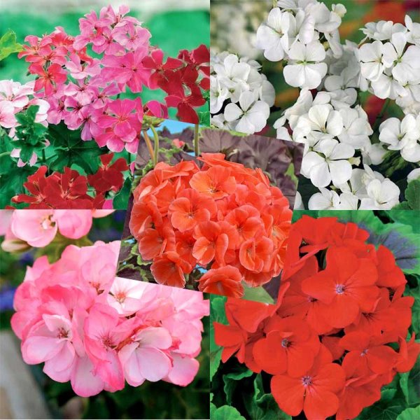 5 varieties of geraniums