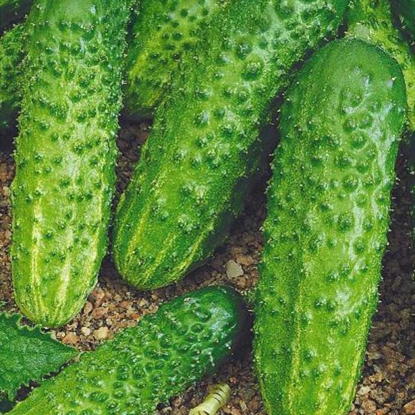 Outdoor Cucumber 'Pasamonte' F1