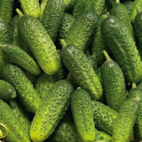 Outdoor Cucumber 'Pasalimo' F1