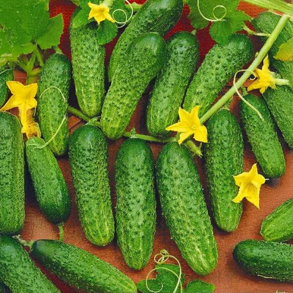 Outdoor Cucumber 'Mandy' F1