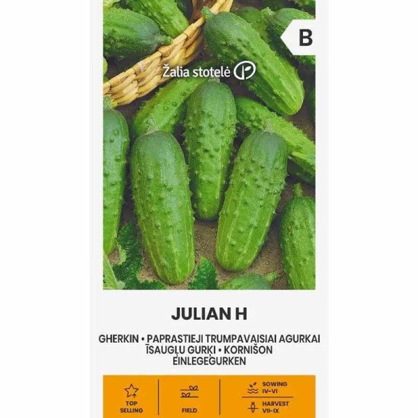 Outdoor Cucumber 'Julian' F1