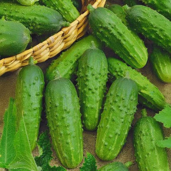 Outdoor Cucumber 'Julian' F1