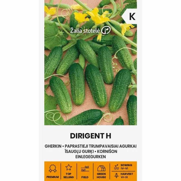 Outdoor Cucumber 'Dirigent' F1