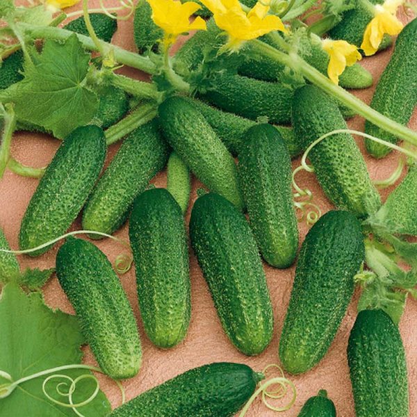 Outdoor Cucumber 'Dirigent' F1