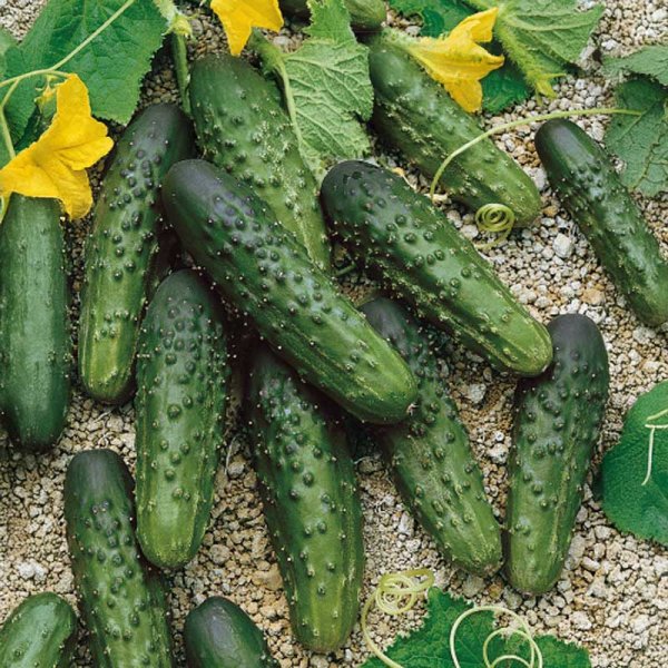 Outdoor Cucumber 'Merengue' F1