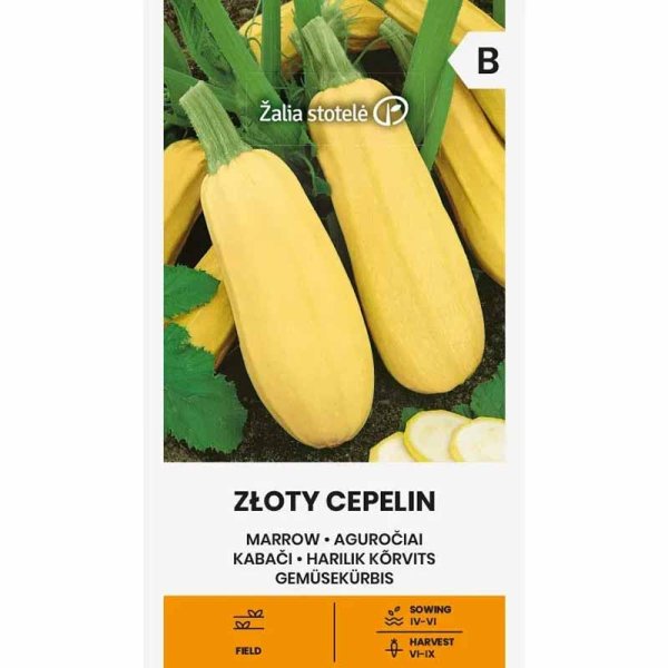 Pumpkin 'Zloty Cepelin'