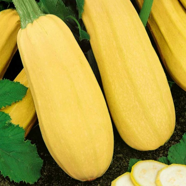 Pumpkin 'Zloty Cepelin'