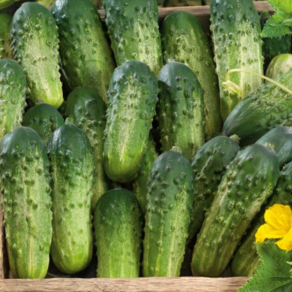 Cucumber 'Bara' F1