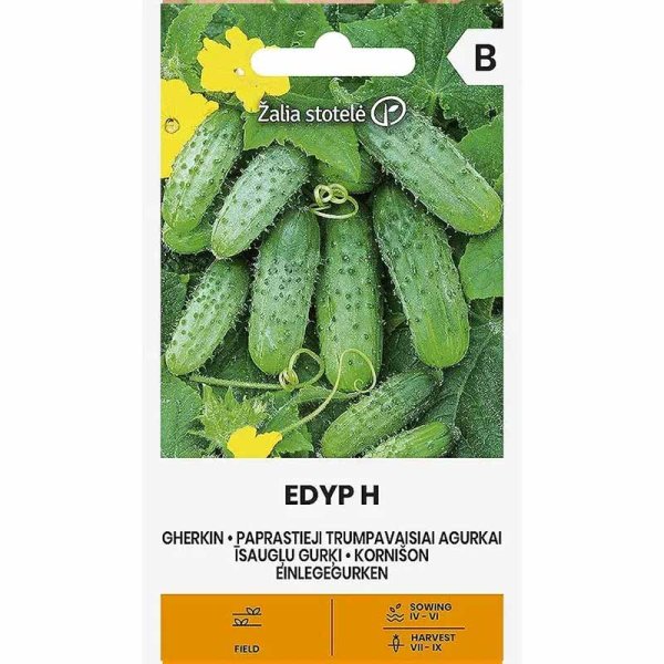 Outdoor Cucumber 'Edyp' F1