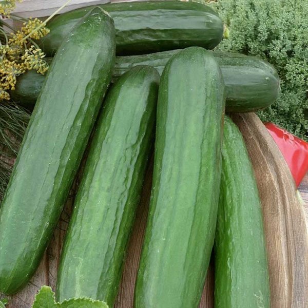 Slicing Cucumber 'Saturn' F1