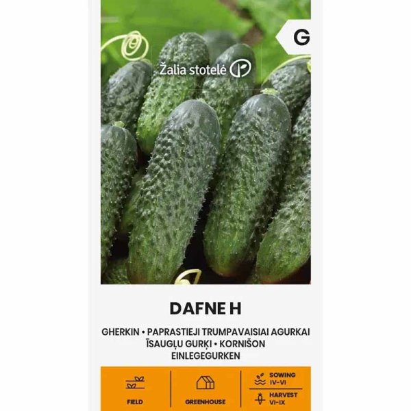 Outdoor Cucumber 'Dafne' F1