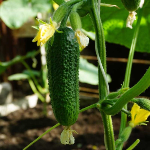 Cucumber 'Dolomit' F1
