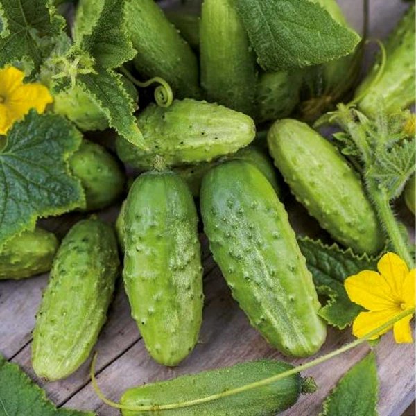 Cucumber 'Dalila' F1