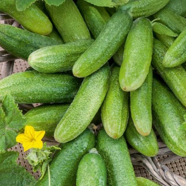 Cucumber 'Hokus'
