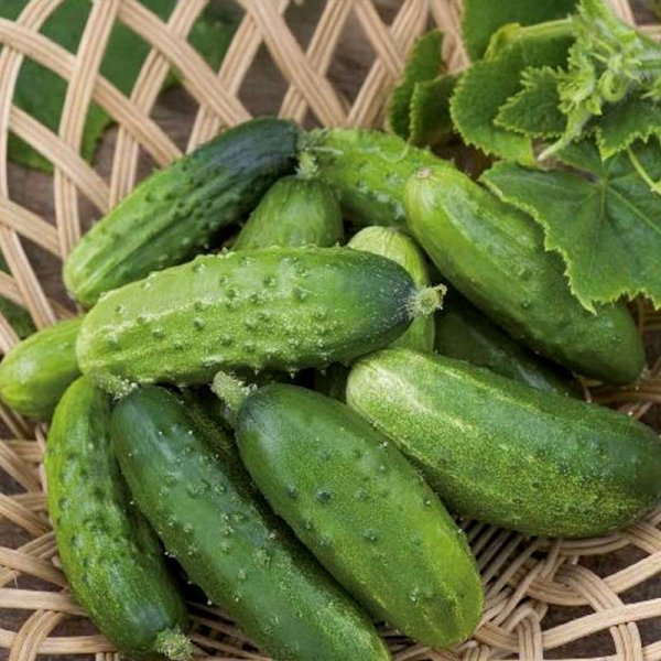 Cucumber 'Krak' F1
