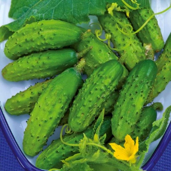 Outdoor Cucumber 'Rodničiok Natur' F1