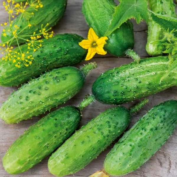 Cucumber 'Ela' F1