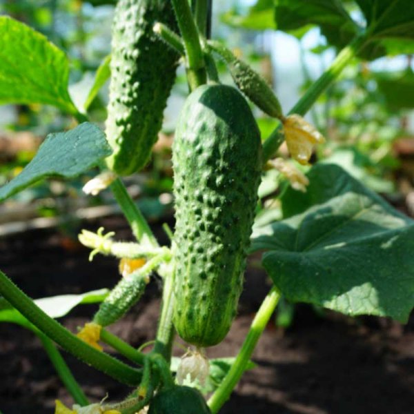 Outdoor Cucumber 'Corveta' F1