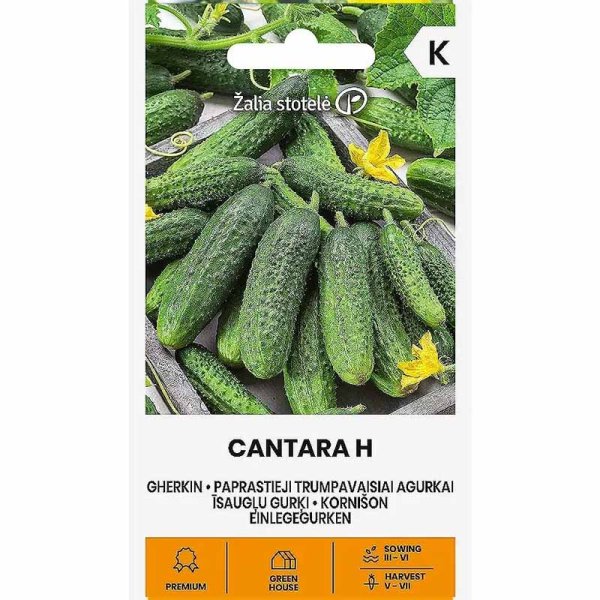 Outdoor Cucumber 'Cantara' F1