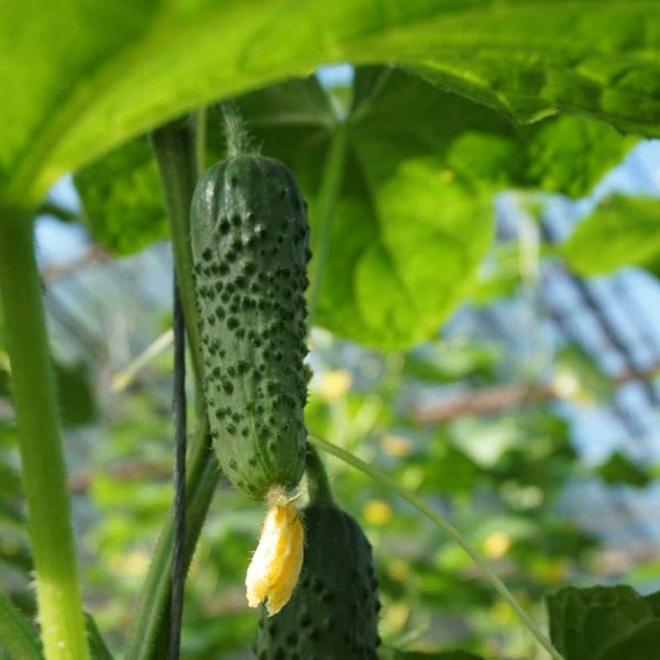 Outdoor Cucumber 'Cantara' F1
