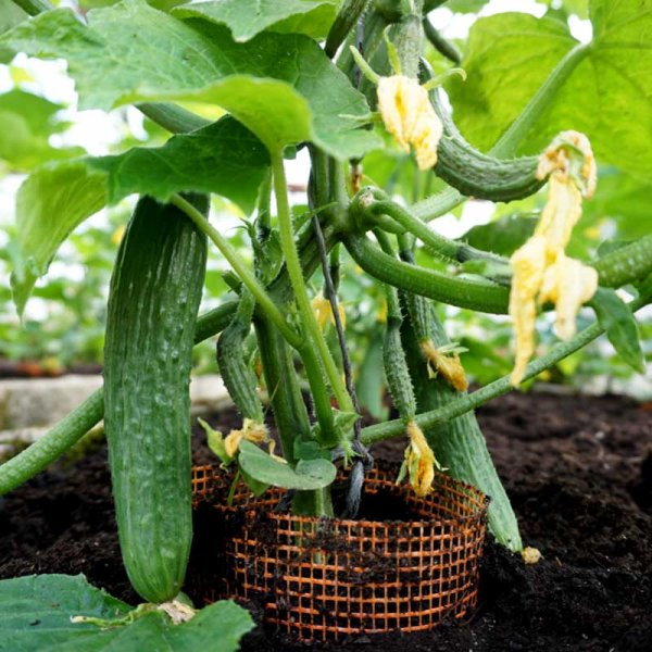 Cucumber 'Formule' h