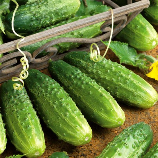 Cucumber 'Atomic' F1