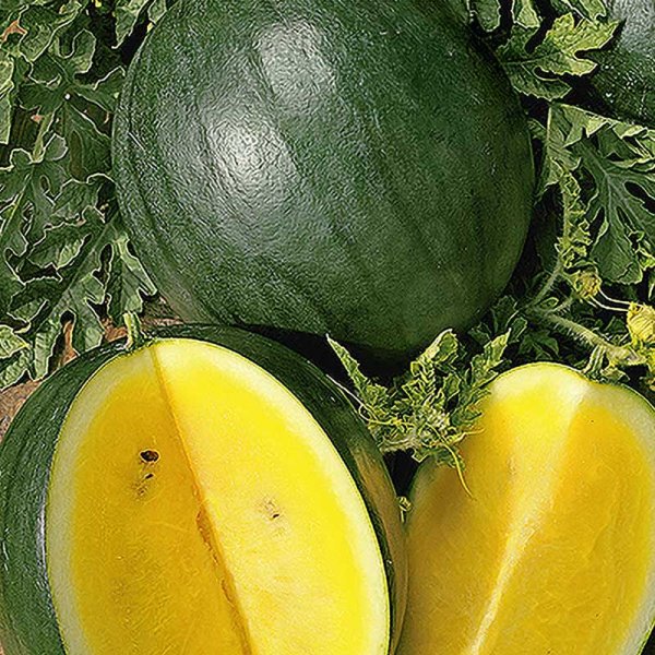 Watermelon 'Janosik'
