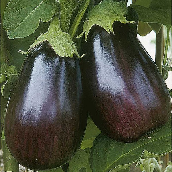 Eggplant 'Black Beauty'