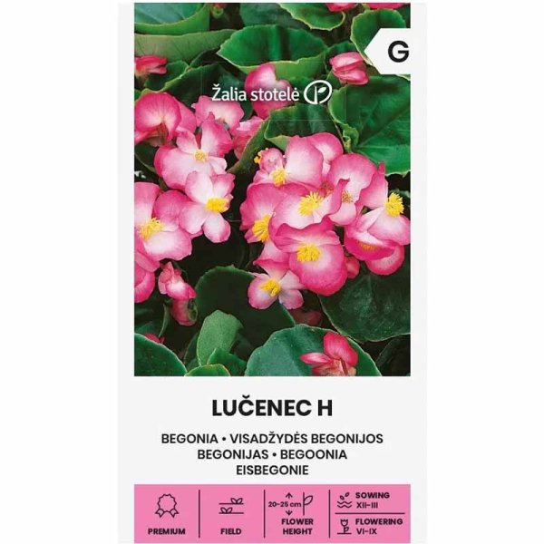 Begonia 'Lucenec' H