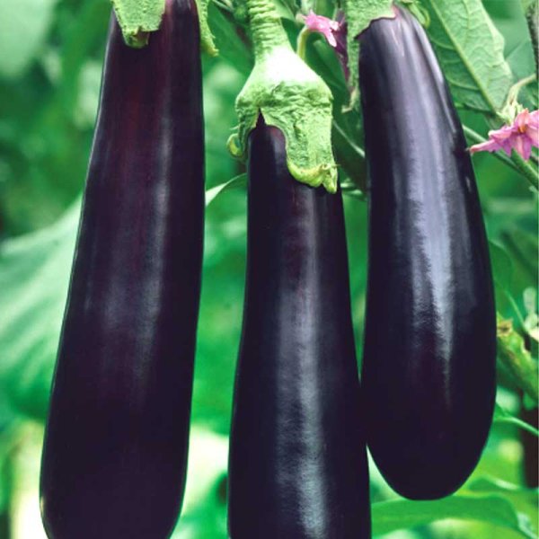 Eggplant 'Giralda' H