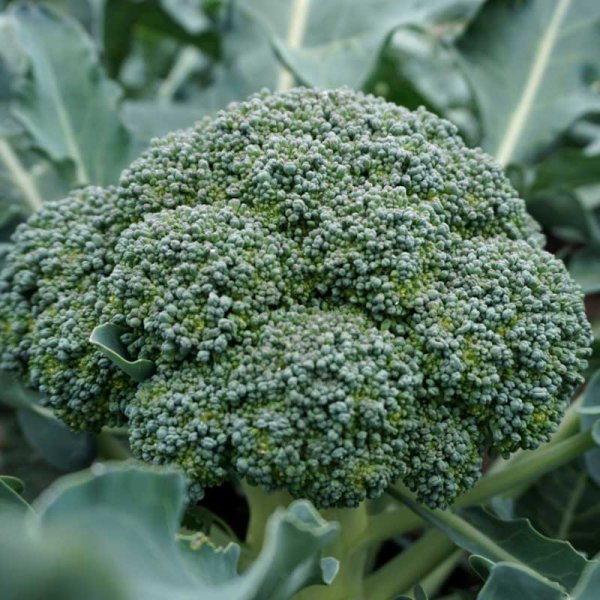 Broccoli 'Lucky' H
