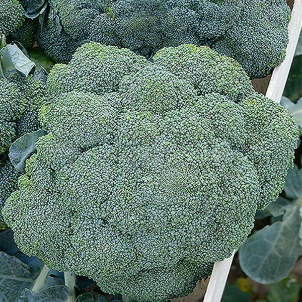 Broccoli 'Montop' H