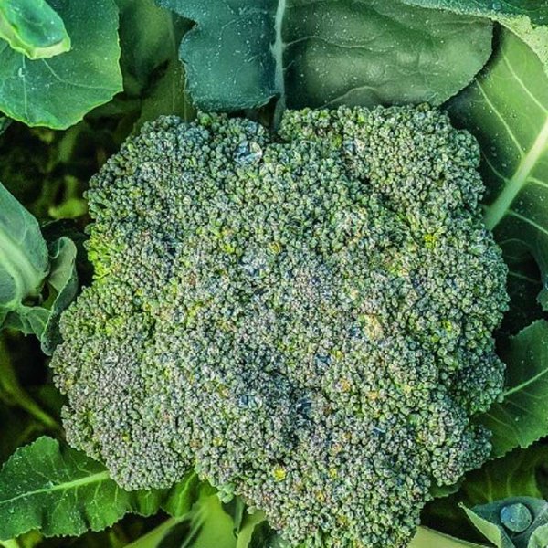 Broccoli 'Calabrese natalino'