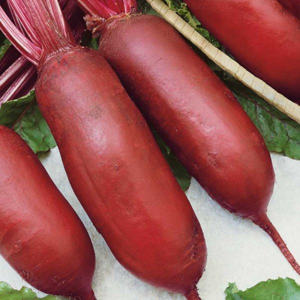 Beetroot 'Cylindra'