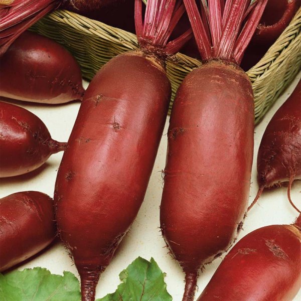 Beetroot 'Monorubra'