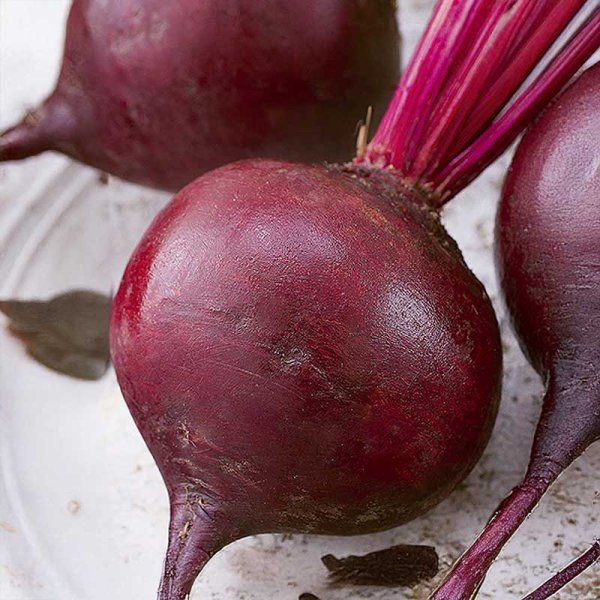 Beetroot 'Monty' H