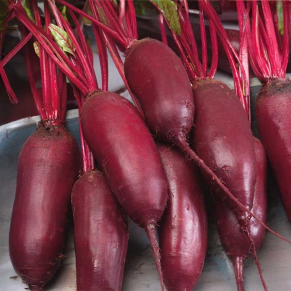 Beetroot 'Alto' H