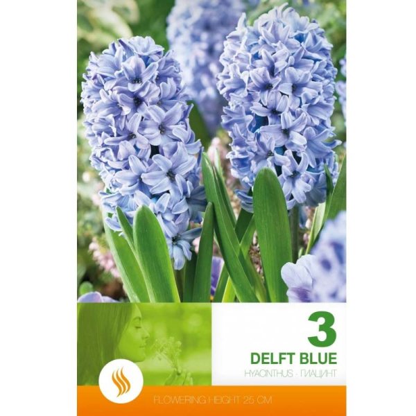 Hyacint ’Delft Blue’