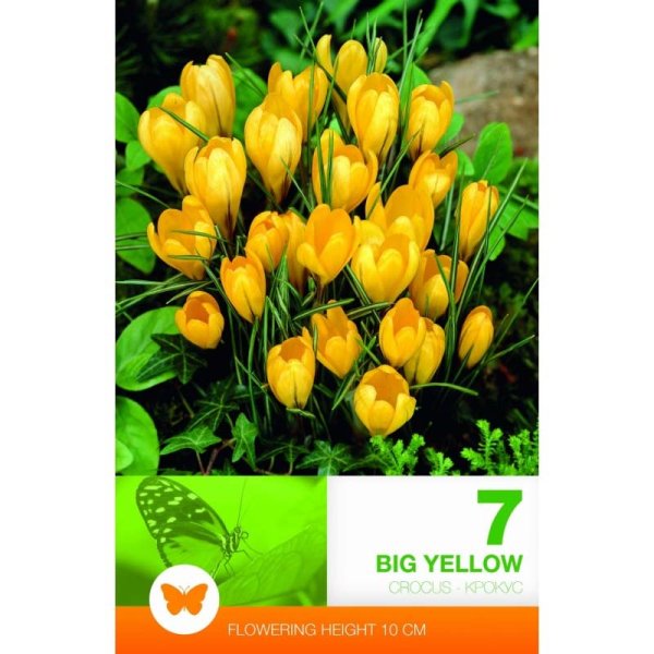 Krokus ’Big Yellow’