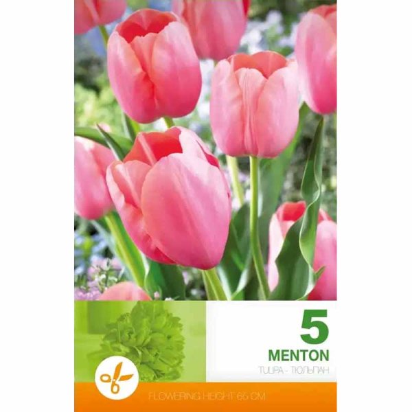 Tulip 'Menton'