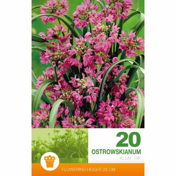 Allium 'Ostrowskianum' (Mountain Garlic)