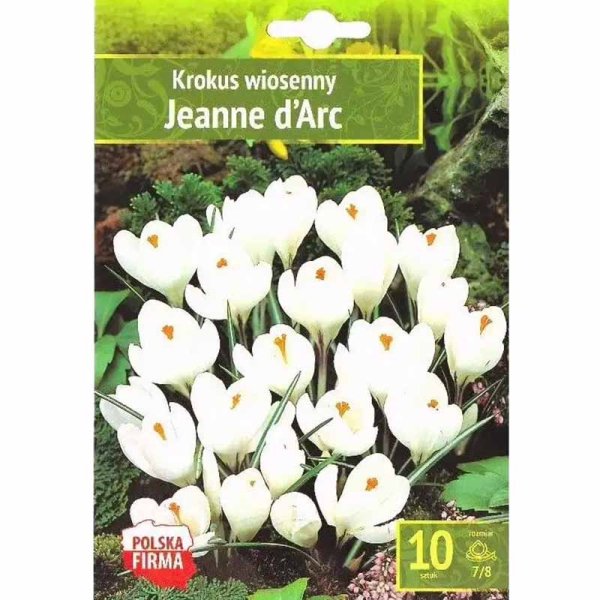 Spring Crocus 'Jeanne d'Arc'