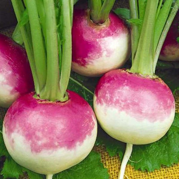 Turnip 'Purple Top White Globe'