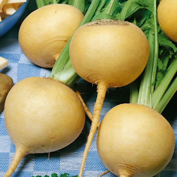 Turnip 'Goldana'
