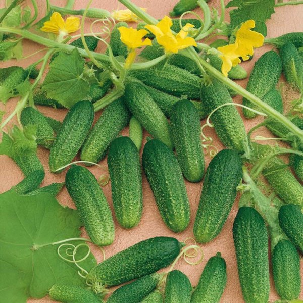 Cucumber 'Dirigent' H 100 seeds