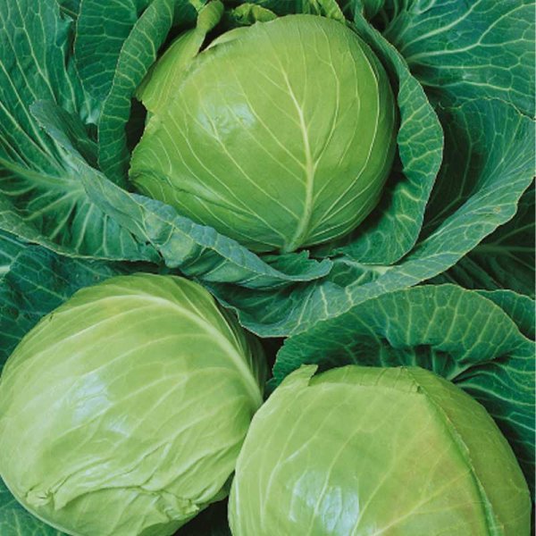 White Cabbage 'Kamienna Glowa'