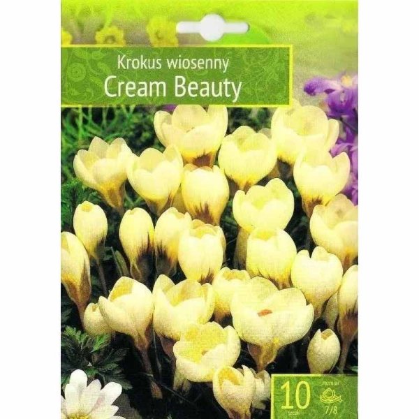 Crocus 'Cream Beauty'