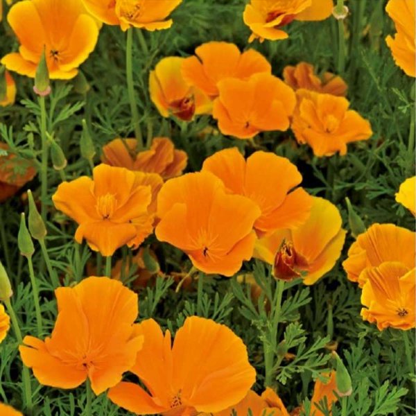 California Poppy 'Orange King'