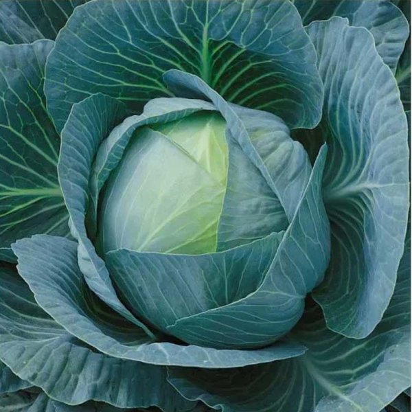 White Cabbage 'Ancoma' H